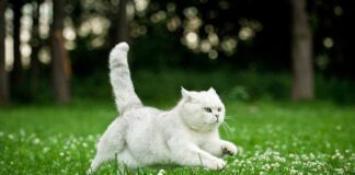 cat running across a field