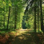 Forest path surrounded by lush green trees.