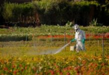 Person spraying plants in a field with protective gear.