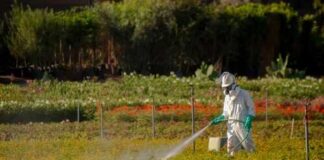 Person spraying plants in a field with protective gear.