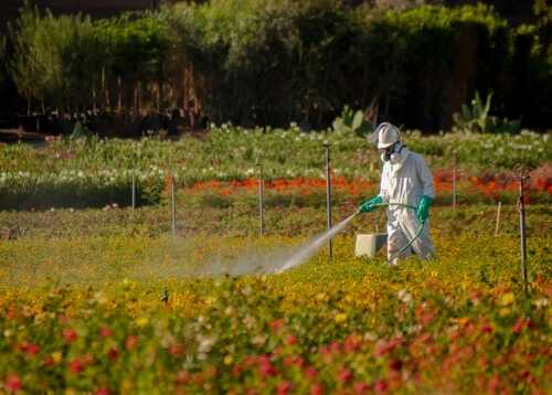 shutterstock_2413667693.jpg featured image Person spraying plants in a field with protective gear.