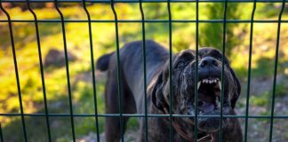 A dog barking loudly from behind a fence