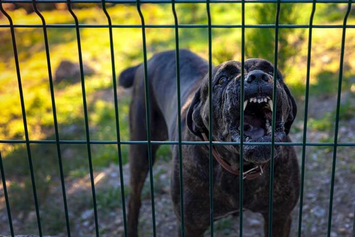 A dog barking loudly from behind a fence