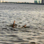 Persons hand reaching out from the water.
