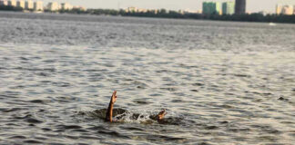Persons hand reaching out from the water.