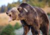 A grizzly bear roaring in a natural setting