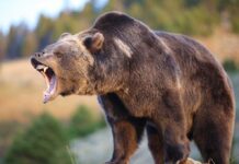 Lost in Bear Country—Boy Found ALIVE! A grizzly bear roaring in a natural setting