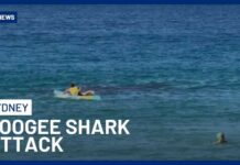 Great White Attack at Sydney Beach Shocks Swimmers Shark Attack At Coogee Beach Leaves Swimmer Fighting For Life | 10 News