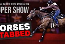 Teen Arrested in Las Vegas Horse Stabbing Incident Horses Attacked at NBHA Vegas Super Show