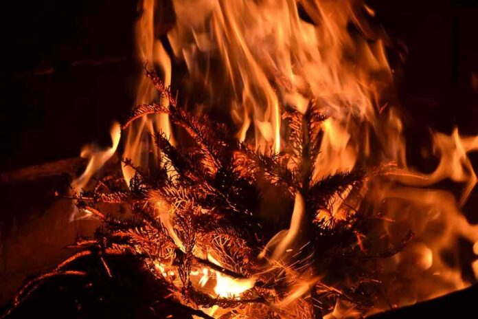 Dry pine branches burning in bright orange flames