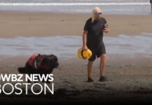 Shark drags lifeguard underwater at Scarborough Beach in Maine