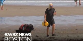 Shark drags lifeguard underwater at Scarborough Beach in Maine