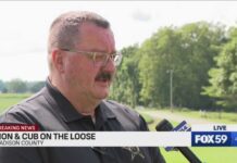 Two Lions Reported Loose in Indiana Deputies on hunt for loose lion, cub in Hancock/Madison counties