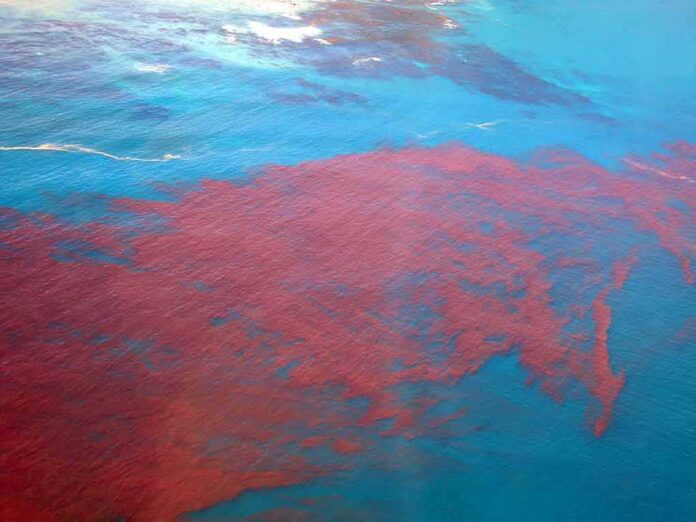 Aerial view of red bloom spreading across blue ocean water