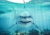 Great White Puts on a Wild Display Great white shark swimming toward camera