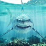 Great white shark swimming toward camera