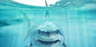 Great white shark swimming toward camera