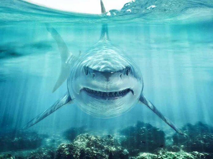 shutterstock_1683088564 Great white shark swimming toward camera