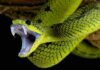 Venomous Sea Snake Returns to California Coast Green viper with open mouth showing fangs