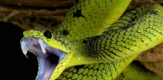 Green viper with open mouth showing fangs