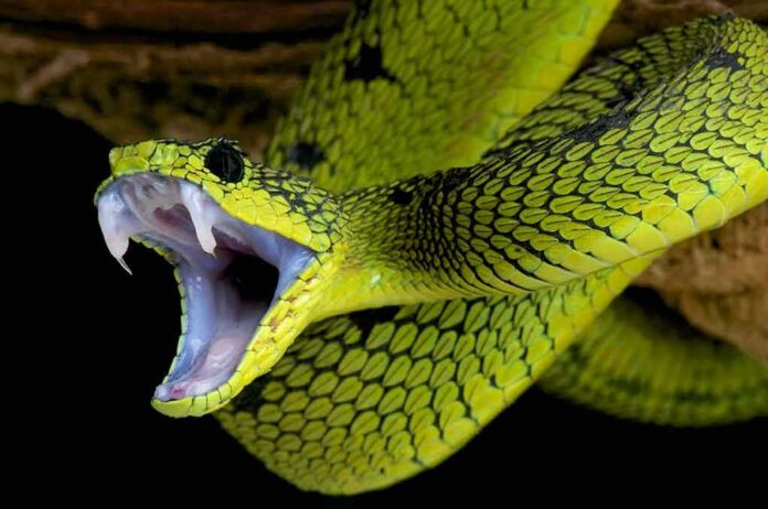 Green viper with open mouth showing fangs