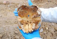 Stone-Age Shocker Unearthed: Plague Struck Years Ago Human skull fragment with teeth held by gloved hands