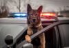 Inferno Dash: Deputies Save Seven Dogs Police dog leaning out of patrol car window