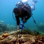 44% of Corals Face Extinction Risk scuba diver measuring coral reef with tape