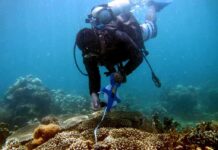 44% of Corals Face Extinction Risk scuba diver measuring coral reef with tape