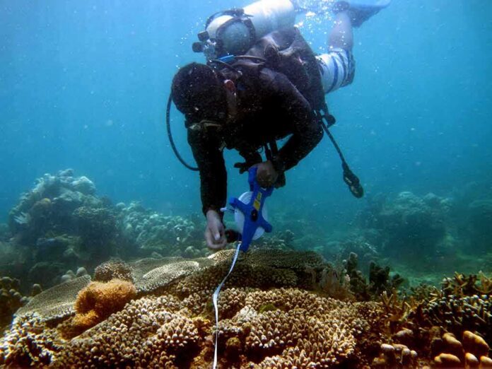 scuba diver measuring coral reef with tape